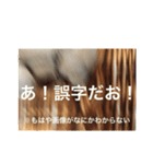 素直になれないちょっぴり腹黒くま（個別スタンプ：24）