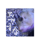 魚の本心聞いてあげて（個別スタンプ：1）