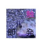 魚の本心聞いてあげて（個別スタンプ：5）