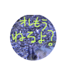 魚の本心聞いてあげて（個別スタンプ：21）