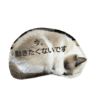 やる気のない猫 ニコ（個別スタンプ：6）