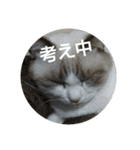 やる気のない猫 ニコ（個別スタンプ：12）