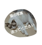 やる気のない猫 ニコ（個別スタンプ：19）