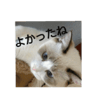 やる気のない猫 ニコ（個別スタンプ：20）