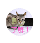 愛猫コロン（個別スタンプ：1）