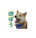 柴犬つむぎ ---春---（個別スタンプ：2）