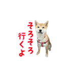 柴犬つむぎ ---春---（個別スタンプ：3）