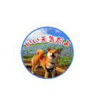 柴犬つむぎ ---春---（個別スタンプ：14）