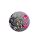 柴犬つむぎ ---春---（個別スタンプ：20）