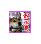 柴犬つむぎ ---春---（個別スタンプ：22）