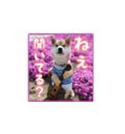 柴犬つむぎ ---春---（個別スタンプ：26）