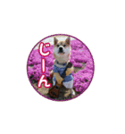 柴犬つむぎ ---春---（個別スタンプ：28）