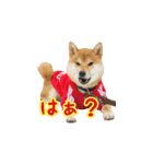 柴犬つむぎ ---春---（個別スタンプ：31）