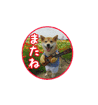 柴犬つむぎ ---春---（個別スタンプ：39）