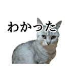 しおちゃん(猫)（個別スタンプ：2）