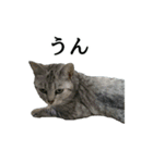 しおちゃん(猫)（個別スタンプ：4）
