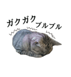 しおちゃん(猫)（個別スタンプ：8）