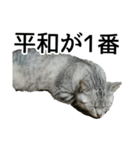 しおちゃん(猫)（個別スタンプ：22）