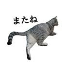 しおちゃん(猫)（個別スタンプ：29）