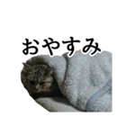 しおちゃん(猫)（個別スタンプ：30）