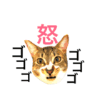 白キジ猫のROKA②（個別スタンプ：7）