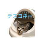 白キジ猫のROKA②（個別スタンプ：11）