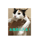 三毛猫いちごちゃんのご挨拶2（個別スタンプ：3）