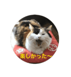 三毛猫いちごちゃんのご挨拶2（個別スタンプ：5）