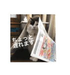 三毛猫いちごちゃんのご挨拶2（個別スタンプ：6）