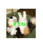 三毛猫いちごちゃんのご挨拶2（個別スタンプ：7）