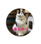 三毛猫いちごちゃんのご挨拶2（個別スタンプ：8）