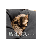 猫のイブキさん（個別スタンプ：5）