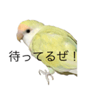 てんぺろん@インコ（個別スタンプ：20）