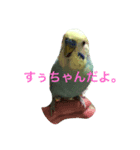 セキセイインコのすぅちゃんだよ（個別スタンプ：4）