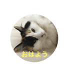 三毛猫いちごちゃんのご挨拶（個別スタンプ：1）