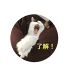 三毛猫いちごちゃんのご挨拶（個別スタンプ：6）