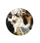 三毛猫いちごちゃんのご挨拶（個別スタンプ：7）