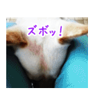 雑種の迷犬ラッシー君（個別スタンプ：3）