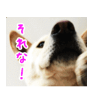 雑種の迷犬ラッシー君（個別スタンプ：6）