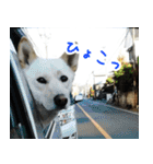 雑種の迷犬ラッシー君（個別スタンプ：7）