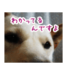 雑種の迷犬ラッシー君（個別スタンプ：9）