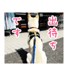 雑種の迷犬ラッシー君（個別スタンプ：13）