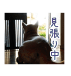 雑種の迷犬ラッシー君（個別スタンプ：14）