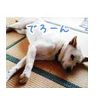 雑種の迷犬ラッシー君（個別スタンプ：19）