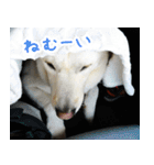 雑種の迷犬ラッシー君（個別スタンプ：21）