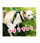 雑種の迷犬ラッシー君（個別スタンプ：24）