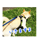 雑種の迷犬ラッシー君（個別スタンプ：25）