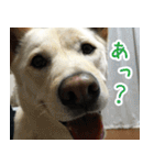 雑種の迷犬ラッシー君（個別スタンプ：26）