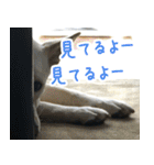 雑種の迷犬ラッシー君（個別スタンプ：27）