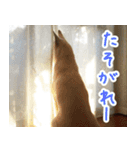 雑種の迷犬ラッシー君（個別スタンプ：31）